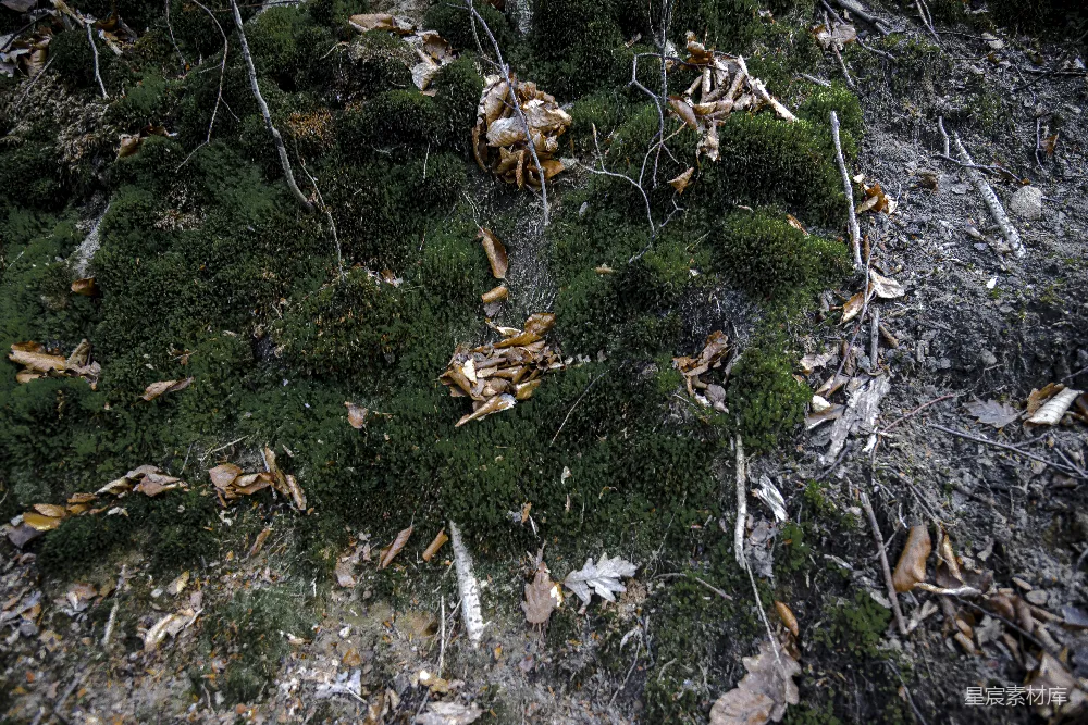 高清摄影 森林 苔藓 自然 生态 户外 森林地表的苔藓与落叶