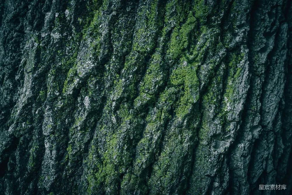 高清摄影 树皮纹理 自然纹理 青苔 纹理背景 户外 青苔覆盖的树皮纹理