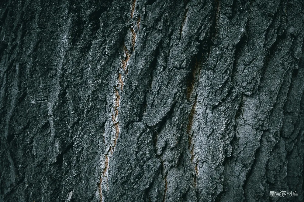 高清摄影 树皮 自然 纹理 背景 森林 树皮纹理