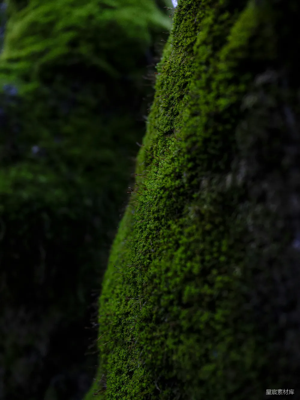 高清摄影 苔藓 森林 自然 绿色 细节 森林中的苔藓