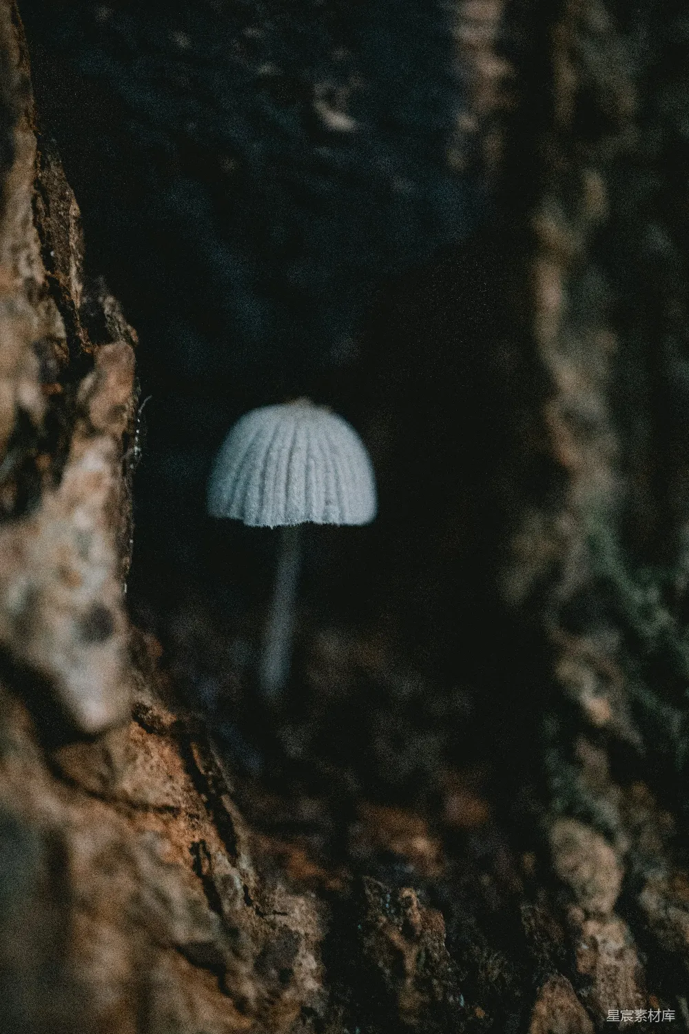 高清摄影 蘑菇 森林 神秘 自然 幽静 神秘森林中的小蘑菇