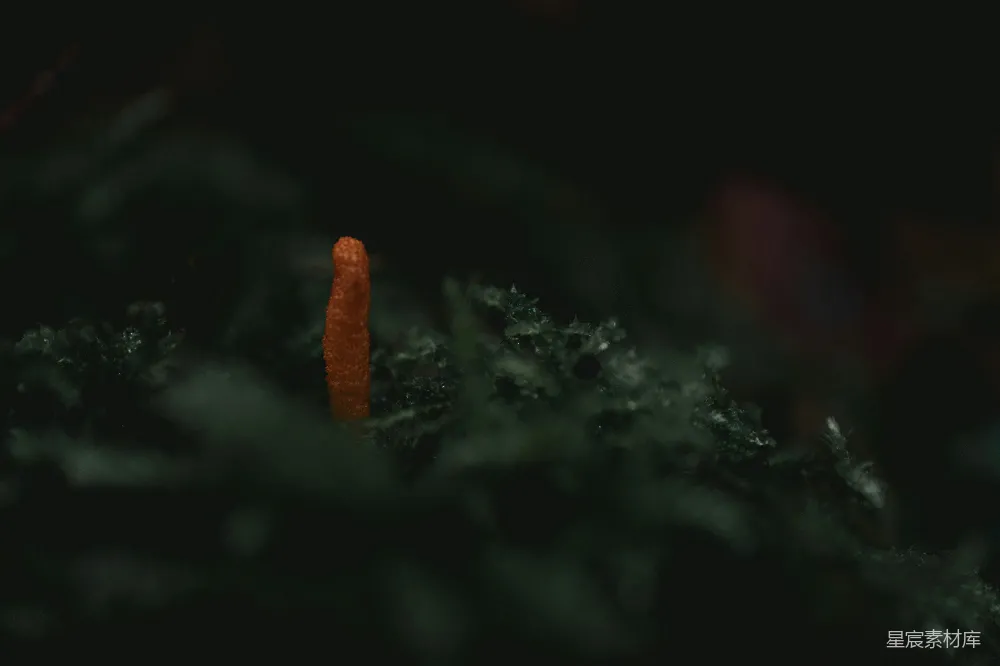 高清摄影 森林 蘑菇 自然 神秘 红色 森林中的神秘红色蘑菇