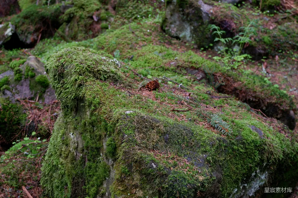 高清摄影 苔藓 岩石 自然 森林 宁静 苔藓覆盖的岩石