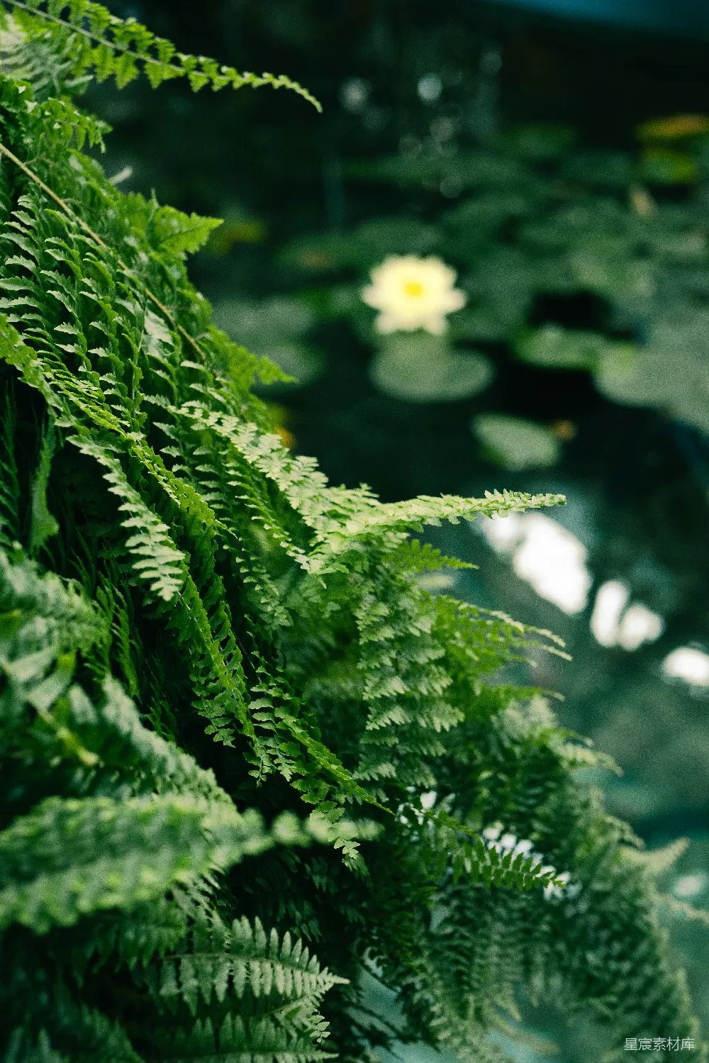 高清摄影 自然 蕨类植物 宁静 水上花园 清新 绿意盎然的自然角落
