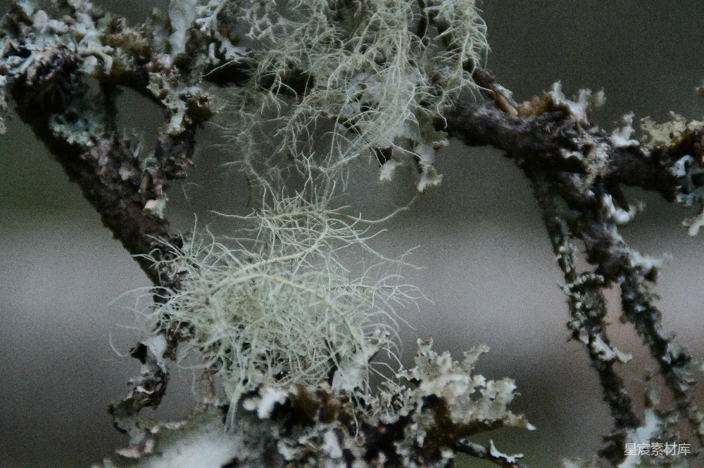 高清摄影 苔藓 树枝 自然 细节 生态 苔藓覆盖的树枝特写