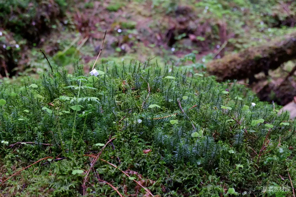 高清摄影 森林 苔藓 自然 小花 宁静 森林中的苔藓与小花
