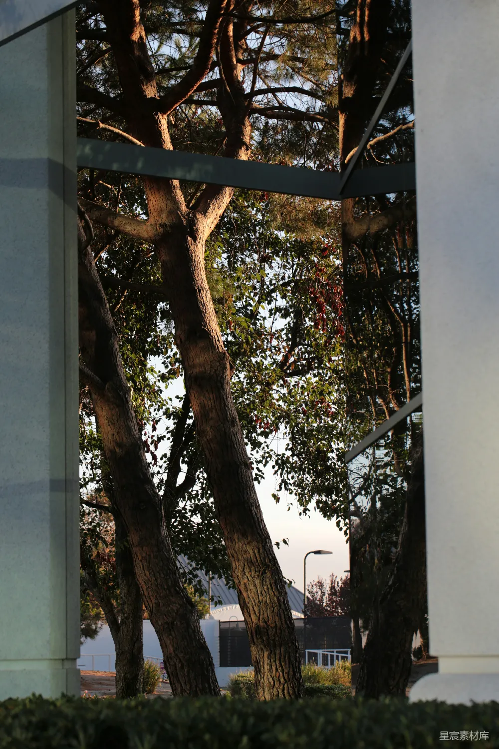 高清摄影 自然与建筑 光影交错 城市绿化 都市风景 都市绿洲 树与建筑的对话