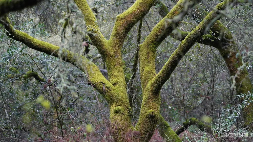 高清摄影 自然 森林 苔藓 树干 风景 古老的树干覆盖着绿色苔藓