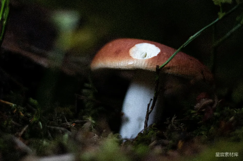 高清摄影 蘑菇 自然 森林 生态 特写 森林中的神秘蘑菇