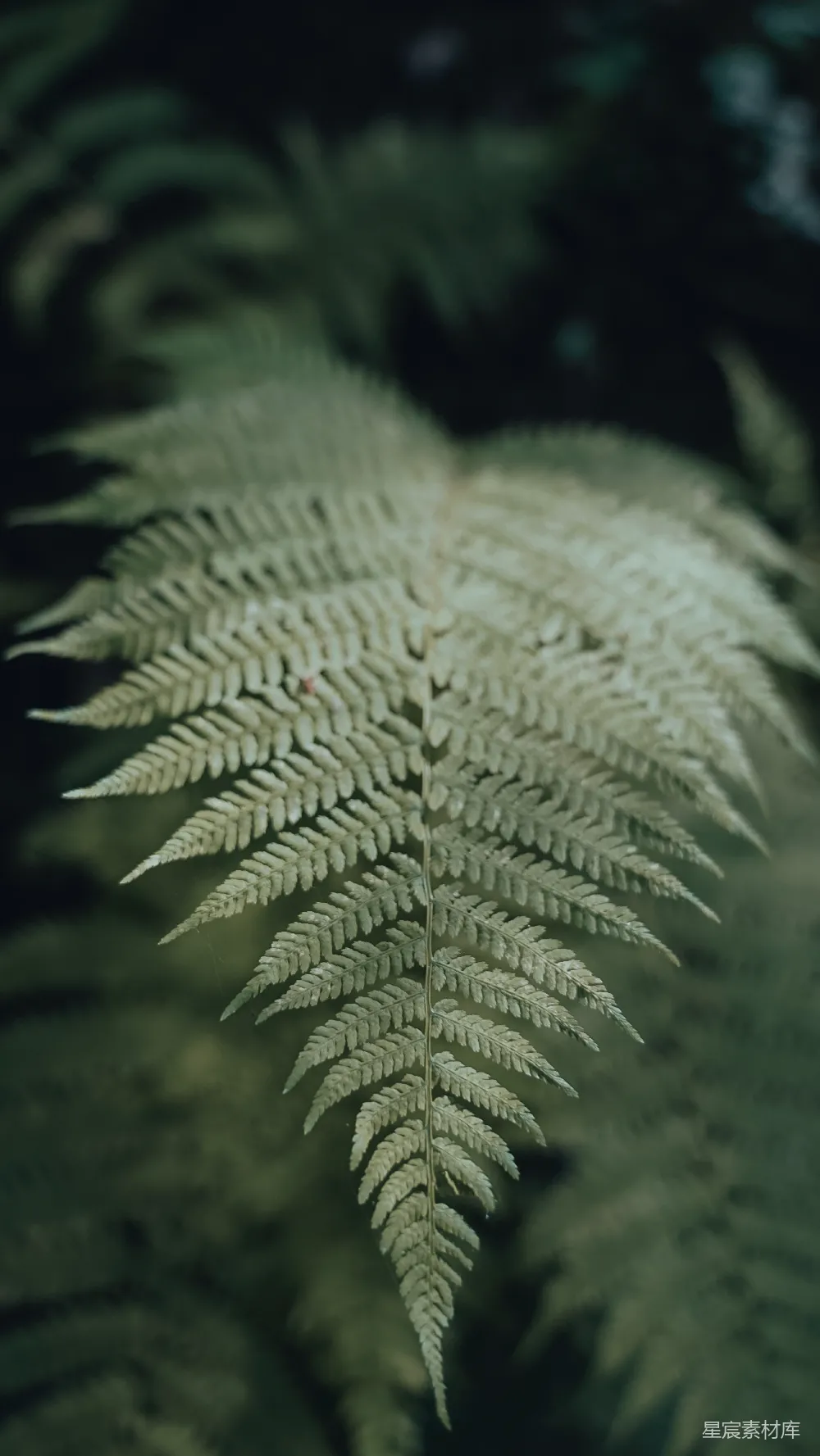 高清摄影 蕨类植物 自然纹理 绿色植物 生态美学 宁静自然 蕨类植物的精致纹理