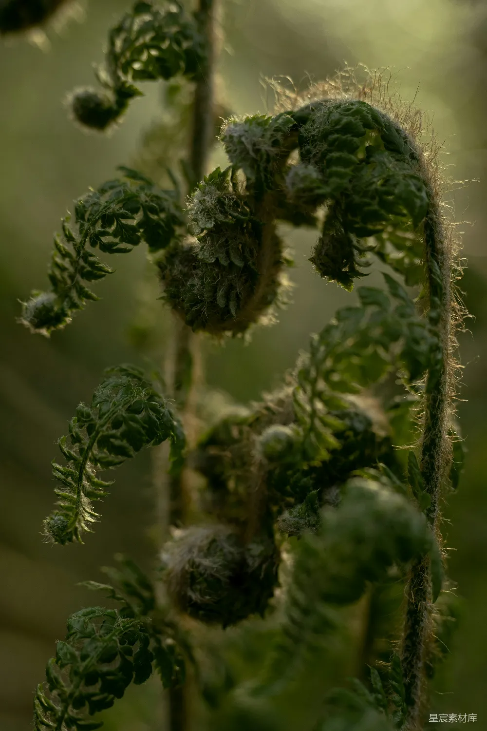 高清摄影 蕨类植物 晨光 自然 植物 生机 晨光中的蕨类植物
