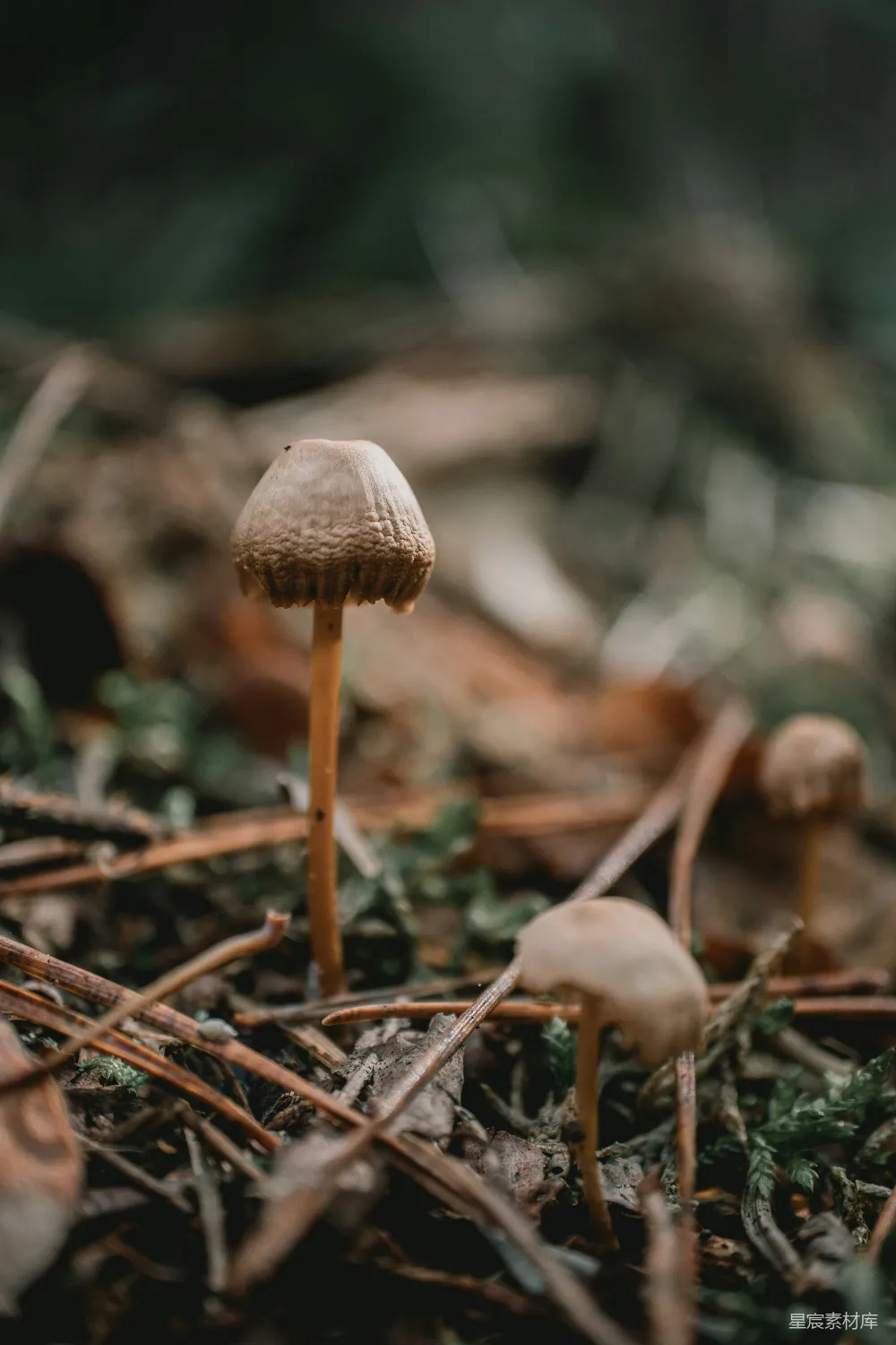 高清摄影 蘑菇 自然 森林 野生 宁静 森林中的蘑菇