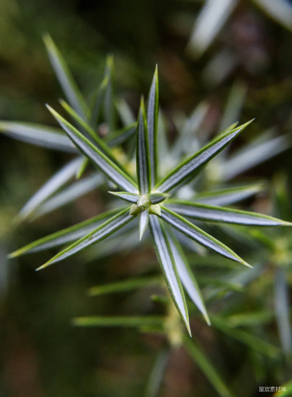 高清摄影 自然 植物 微距摄影 绿色 户外 松针特写