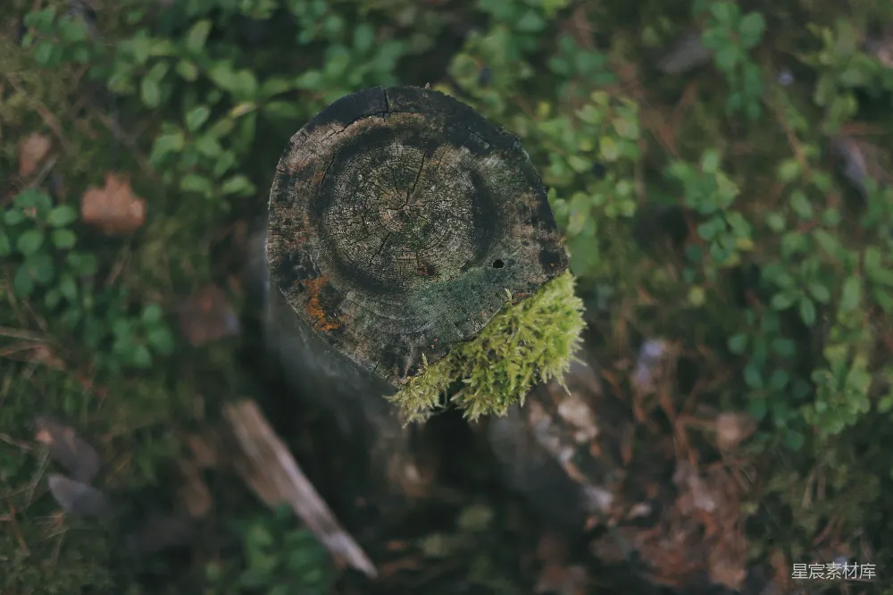 高清摄影 自然 苔藓 树桩 森林 生态 苔藓覆盖的树桩