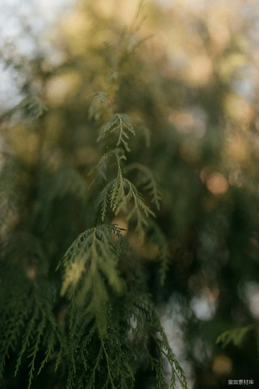 高清摄影 植物 自然 模糊 绿色 户外 模糊的绿色植物特写