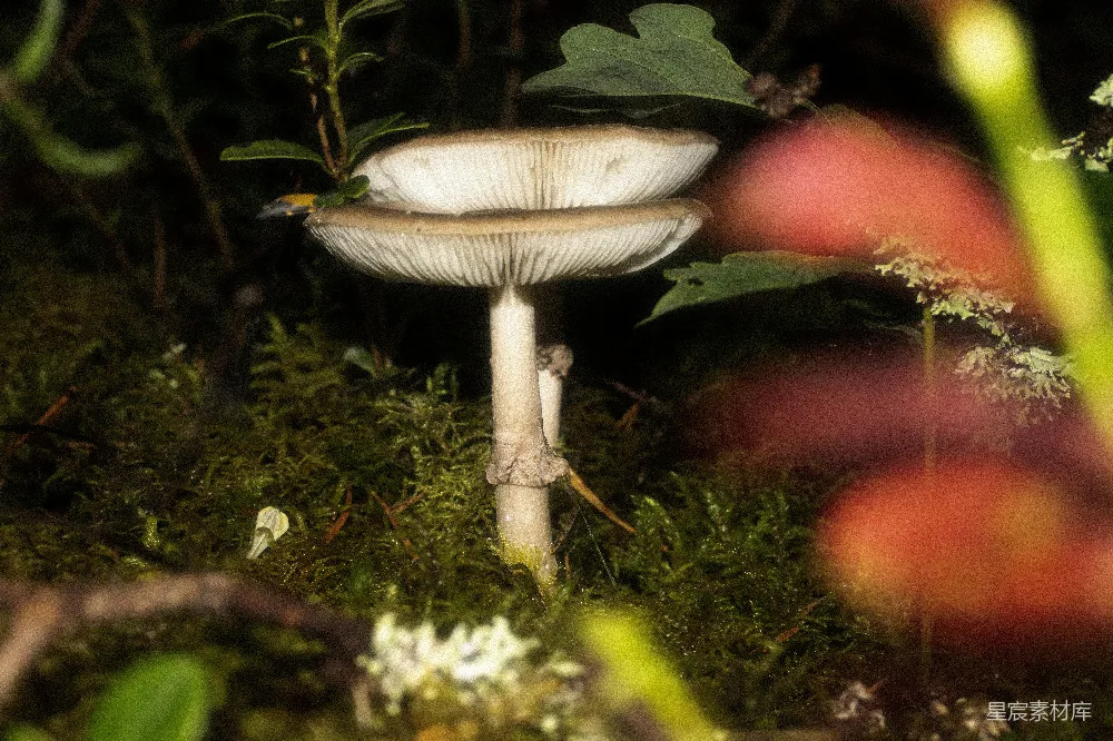 高清摄影 森林 蘑菇 自然 生态 植物 森林中的蘑菇