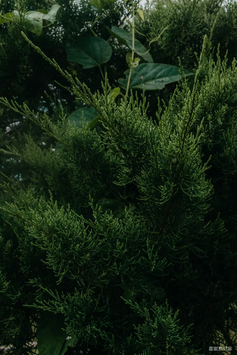 高清摄影 自然 植物 绿色 户外 宁静 青翠的松柏枝叶