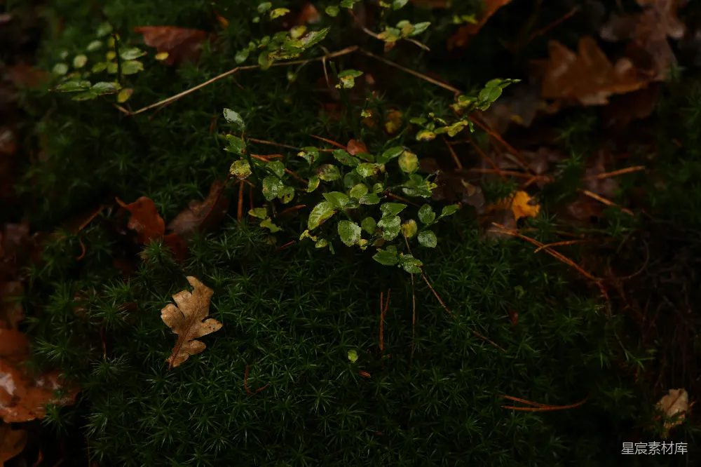 高清摄影 苔藓 森林 自然 秋天 生态 森林地面上的苔藓与落叶