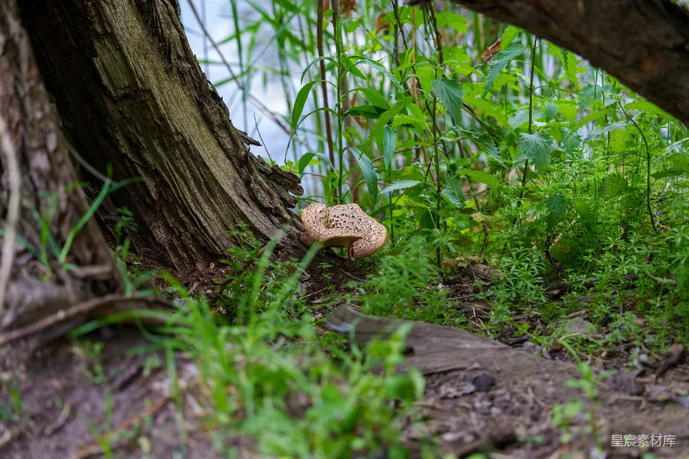 高清摄影 蘑菇 森林 自然 生态 宁静 森林中的蘑菇