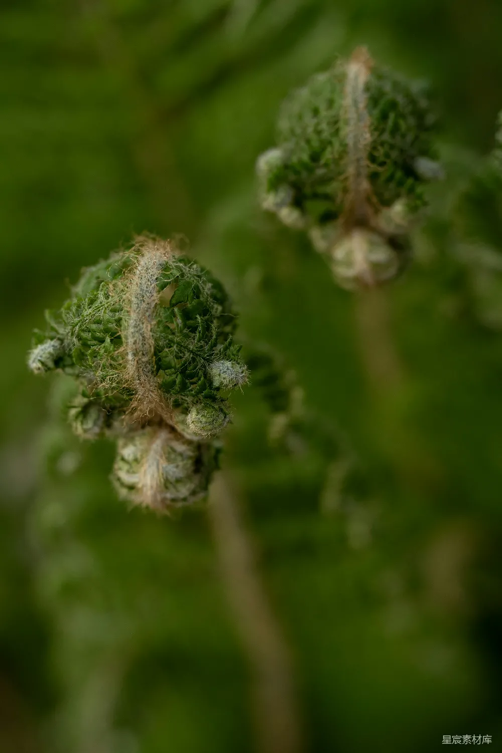 高清摄影 蕨类植物 自然 绿色 植物 生态 初生的蕨类植物