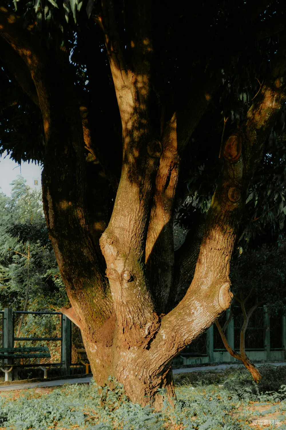 高清摄影 自然 树木 光影 宁静 户外 古树的光影