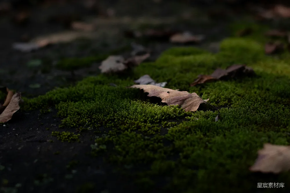 高清摄影 自然 苔藓 落叶 宁静 户外 落叶与苔藓的自然景象