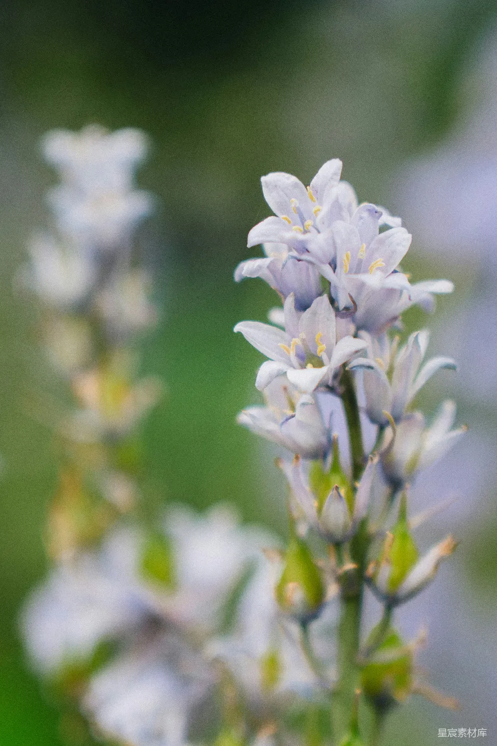 高清摄影 花朵 自然 柔和 宁静 户外 淡紫色的花蕾
