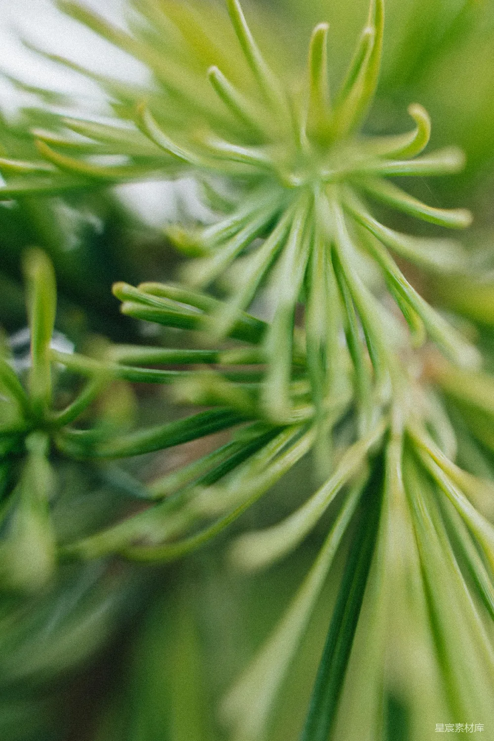 高清摄影 自然 绿色 松树 细节 生态 松针特写