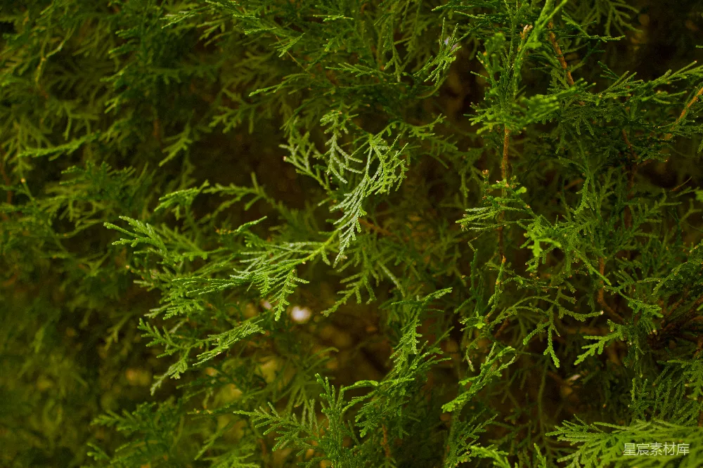 高清摄影 自然 绿色 松树 植物 细节 松针的细腻之美