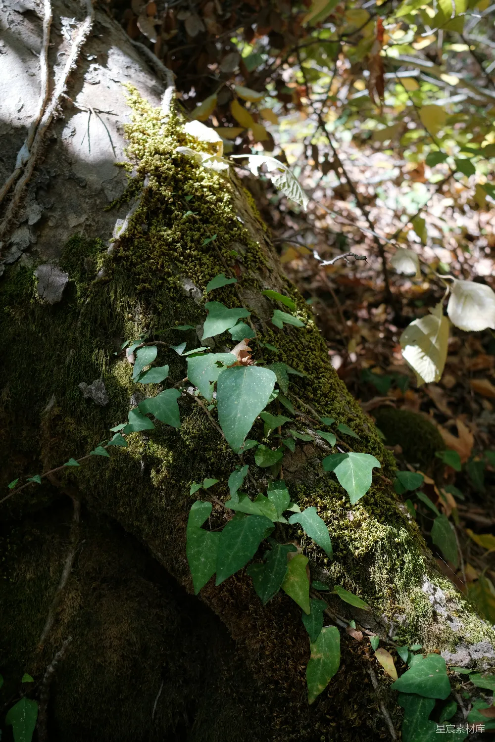高清摄影 自然 苔藓 森林 植物 生态 树干上的苔藓与常春藤