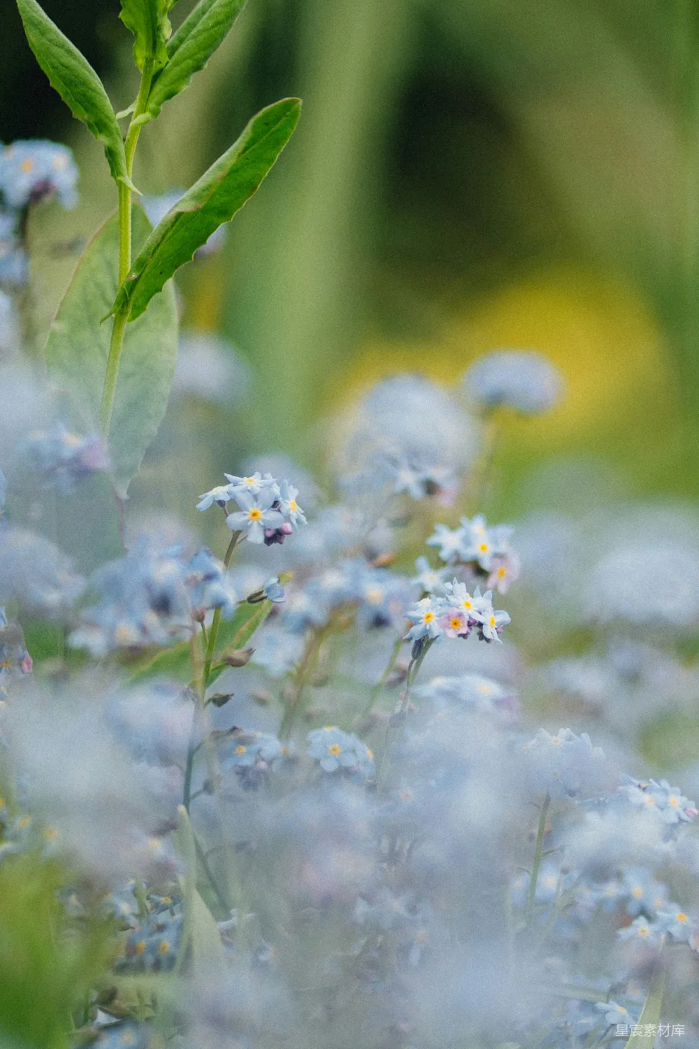 高清摄影 蓝色勿忘草 晨雾 自然风光 花卉摄影 清新 蓝色勿忘草的温柔晨光