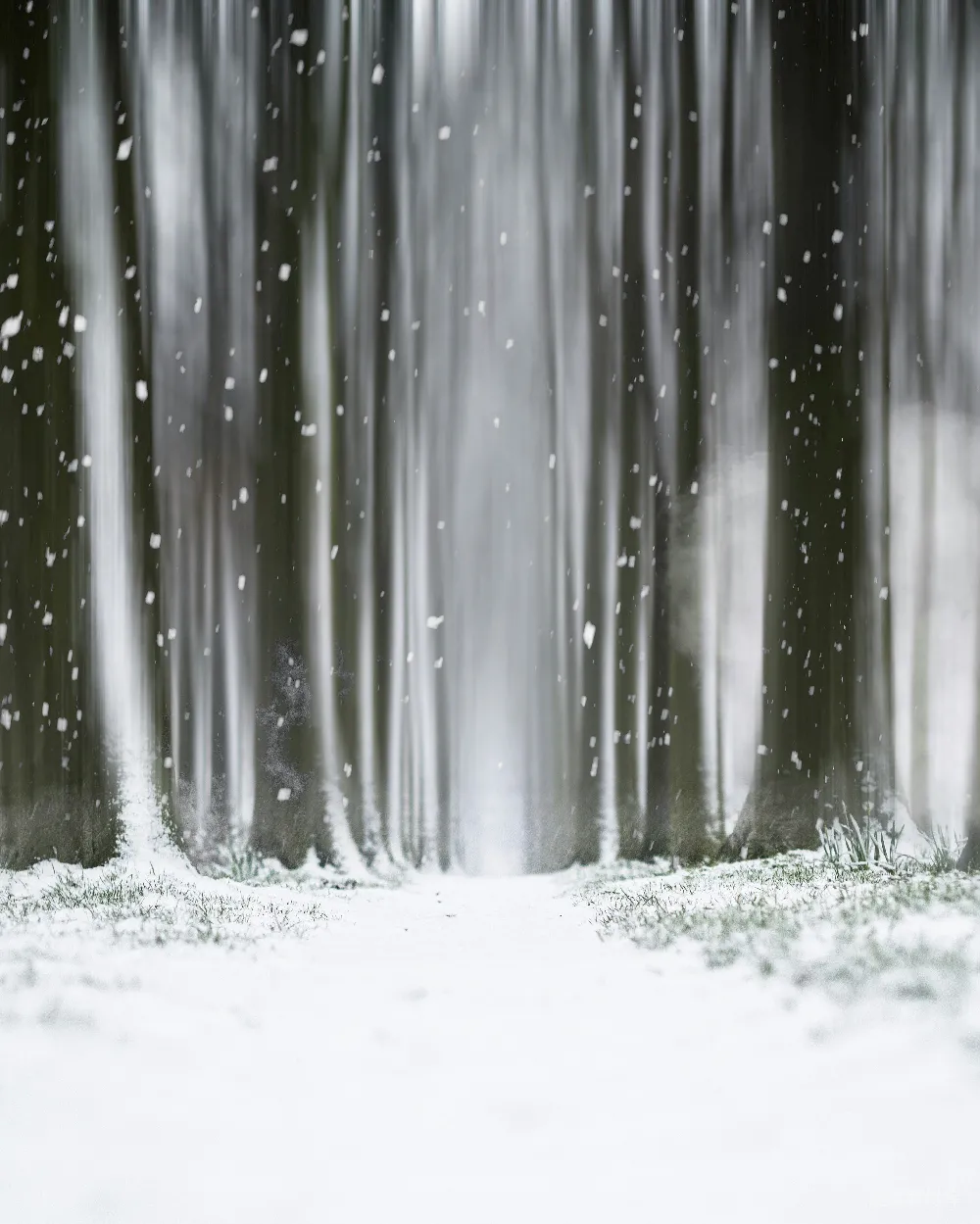 高清摄影 雪景 森林 冬季 自然 宁静 雪中的森林小径
