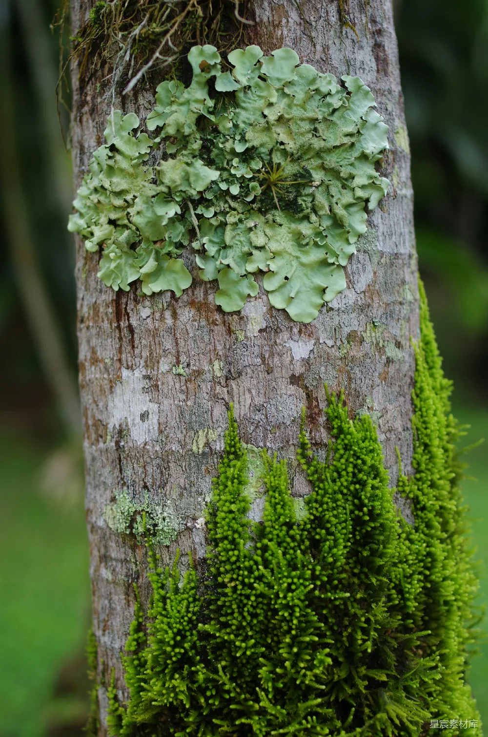 高清摄影 苔藓 地衣 自然 生态 森林 树干上的苔藓与地衣