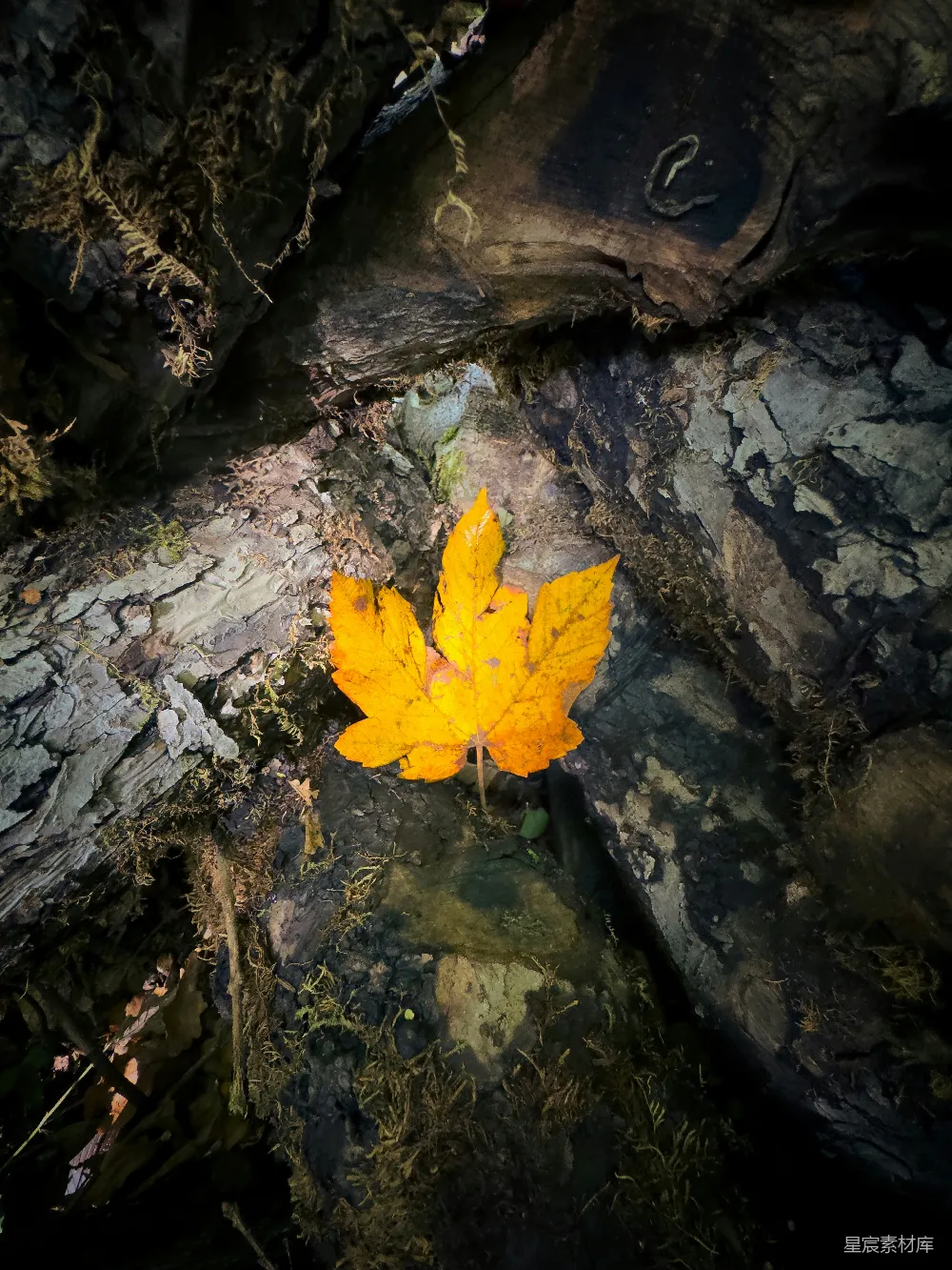 高清摄影 自然 秋天 落叶 静谧 户外 秋叶静谧