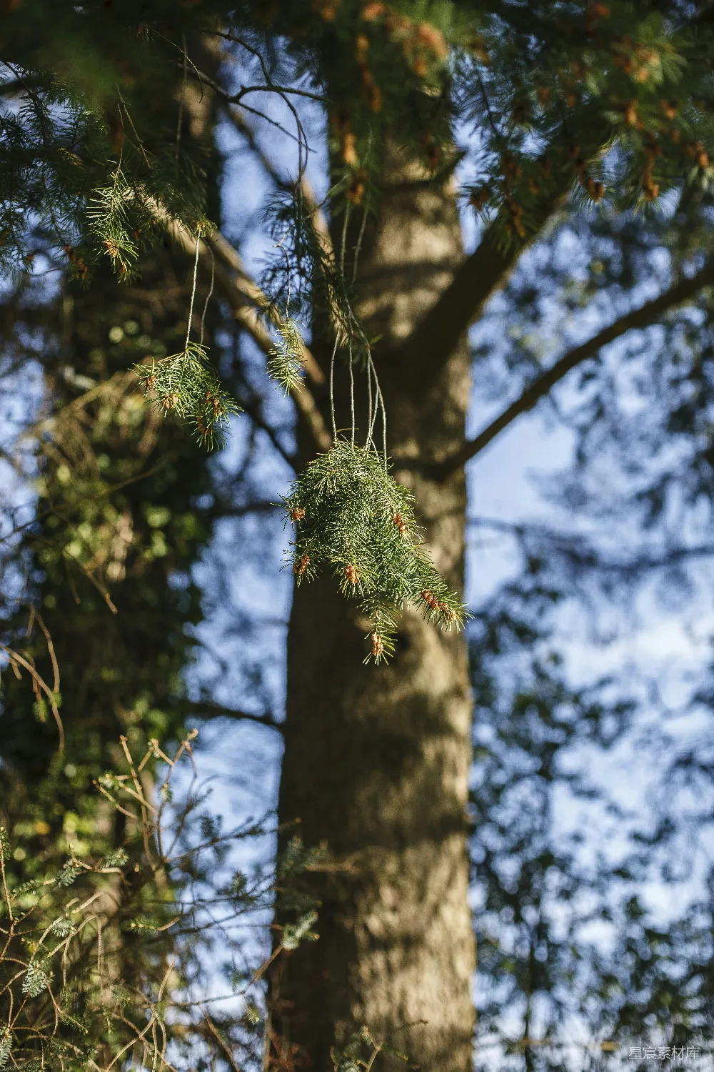 高清摄影 松树 针叶 自然 森林 户外 松树上的针叶