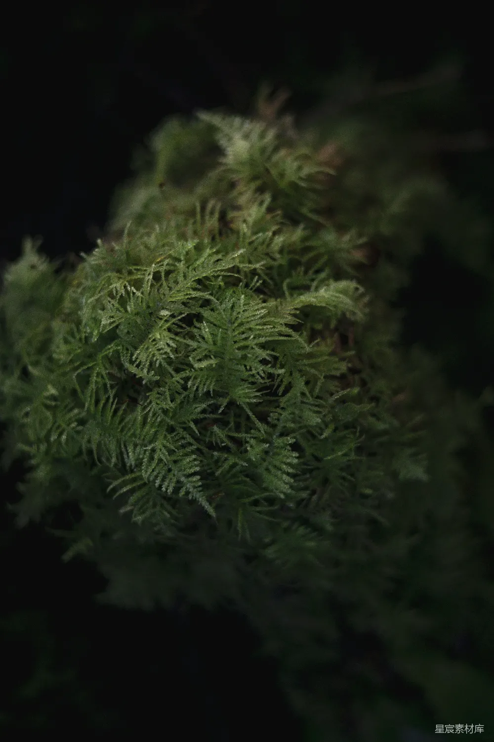 高清摄影 苔藓 自然 夜景 细节 植物 夜色中的苔藓