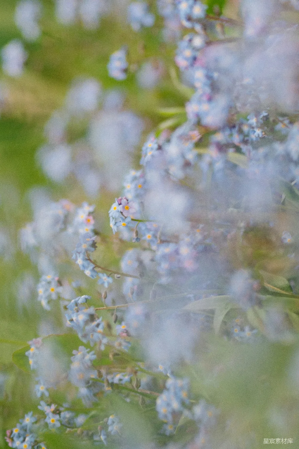 高清摄影 自然 花卉 清晨 梦幻 清新 雾中蓝花
