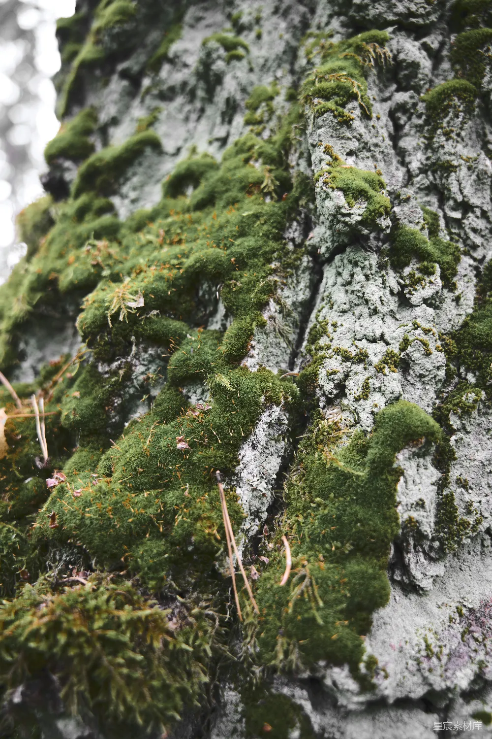 高清摄影 苔藓 自然 树木 纹理 户外 苔藓覆盖的树干特写