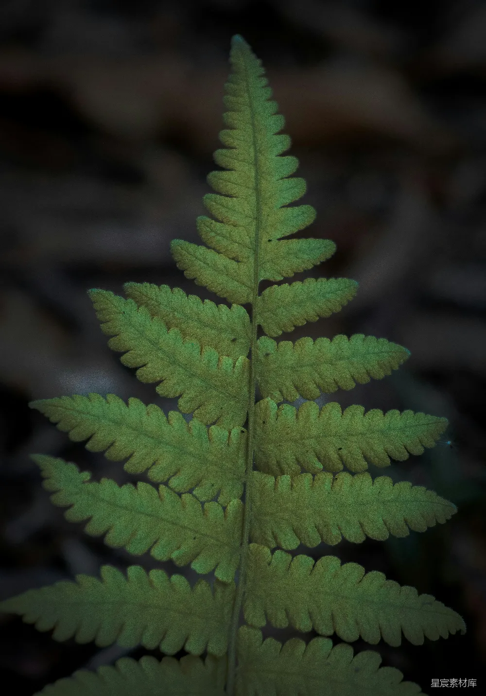 高清摄影 蕨类植物 自然 绿色 细节 户外 蕨类植物特写