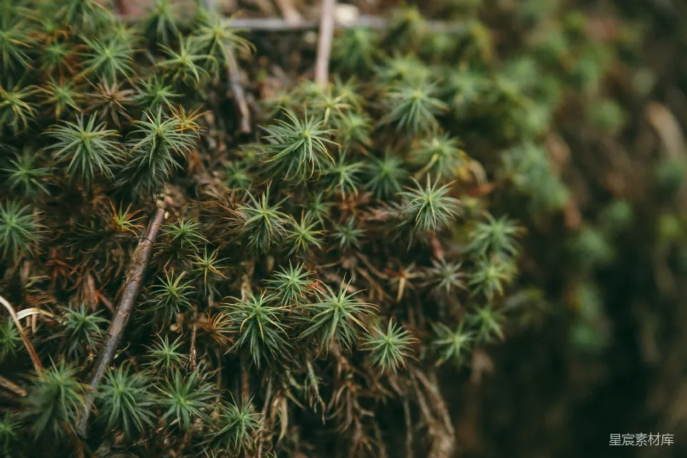 高清摄影 青苔 自然 细节 生态 微距 青苔的细密纹理