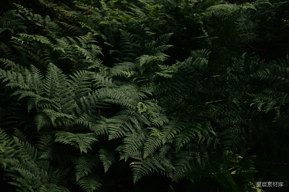 高清摄影 蕨类植物 森林 自然 深色调 生态 幽暗森林中的蕨类植物