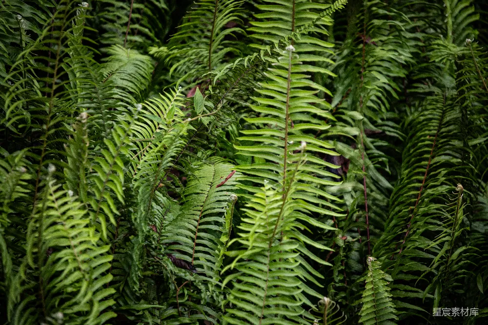 高清摄影 蕨类植物 自然景观 植物 生态环境 绿色 蕨类植物的自然之美