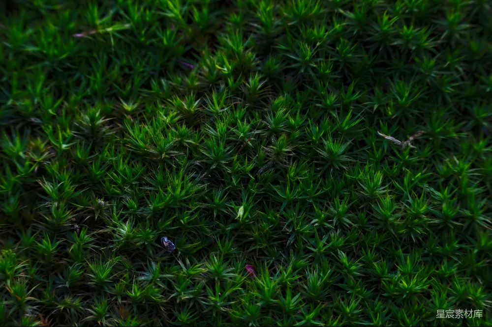 高清摄影 苔藓 自然 纹理 绿色 生态 绿色苔藓的自然纹理