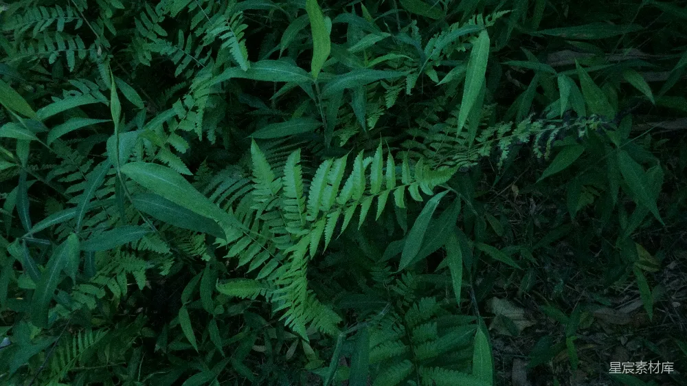 高清摄影 蕨类植物 森林 自然 绿色 神秘 幽暗森林中的蕨类植物