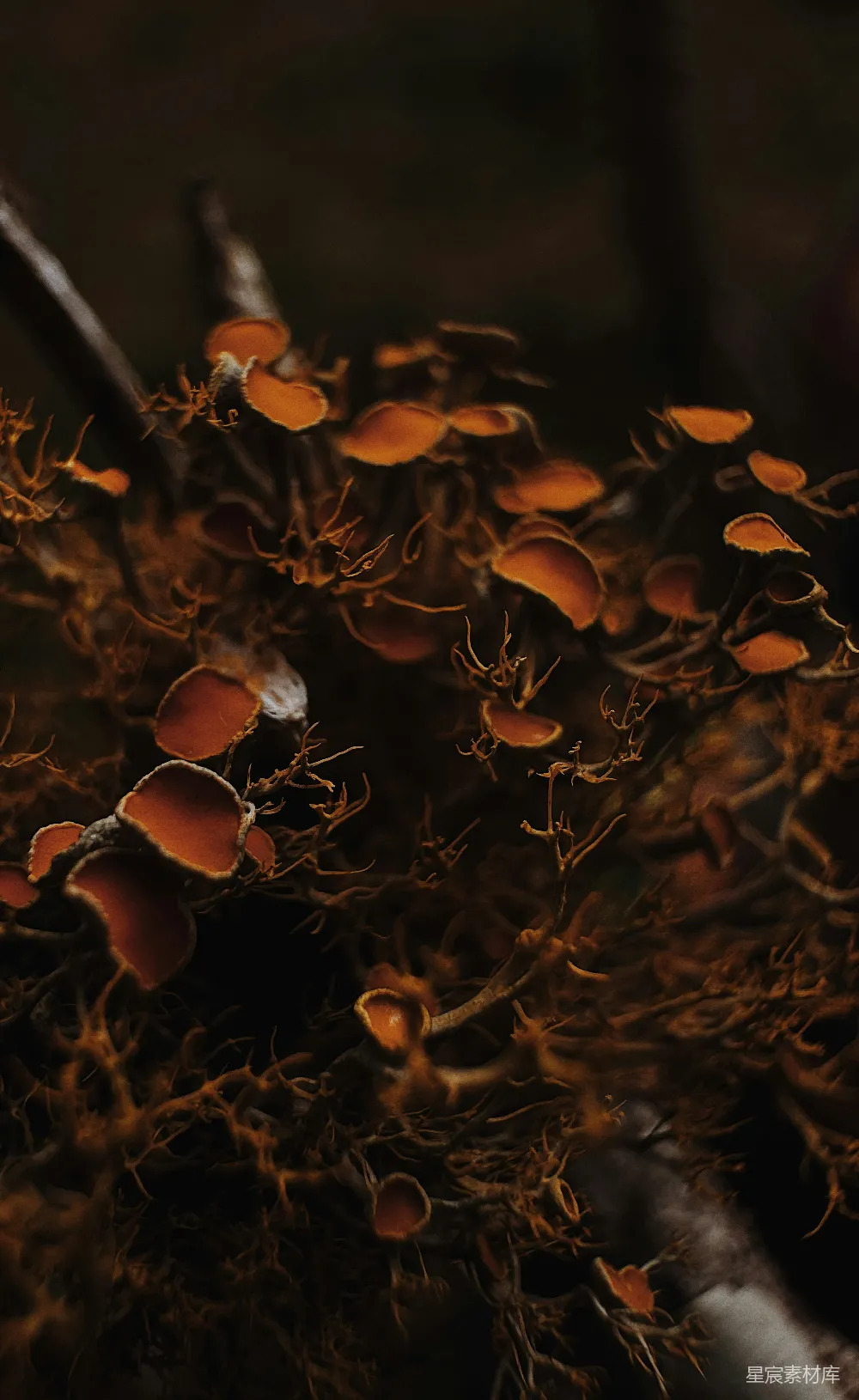 高清摄影 自然 生态 微观 生物 森林 枯枝上的橙色钟形菌