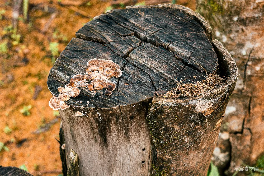 高清摄影 蘑菇 树桩 自然 生态 户外 蘑菇生长的树桩