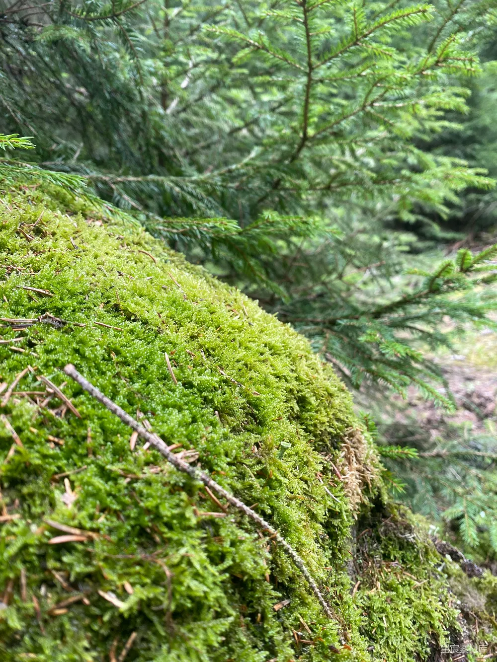 高清摄影 苔藓 自然 森林 生态 绿色 森林中的苔藓