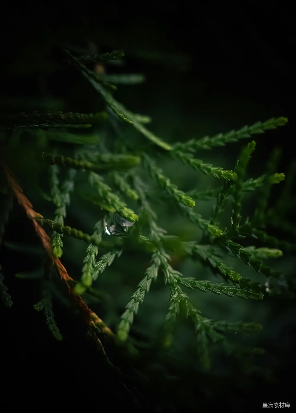 高清摄影 植物 自然 雨滴 绿意 清新 雨后松针