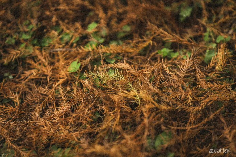 高清摄影 自然 枯叶 生机 森林 生态 落叶与新芽的自然过渡