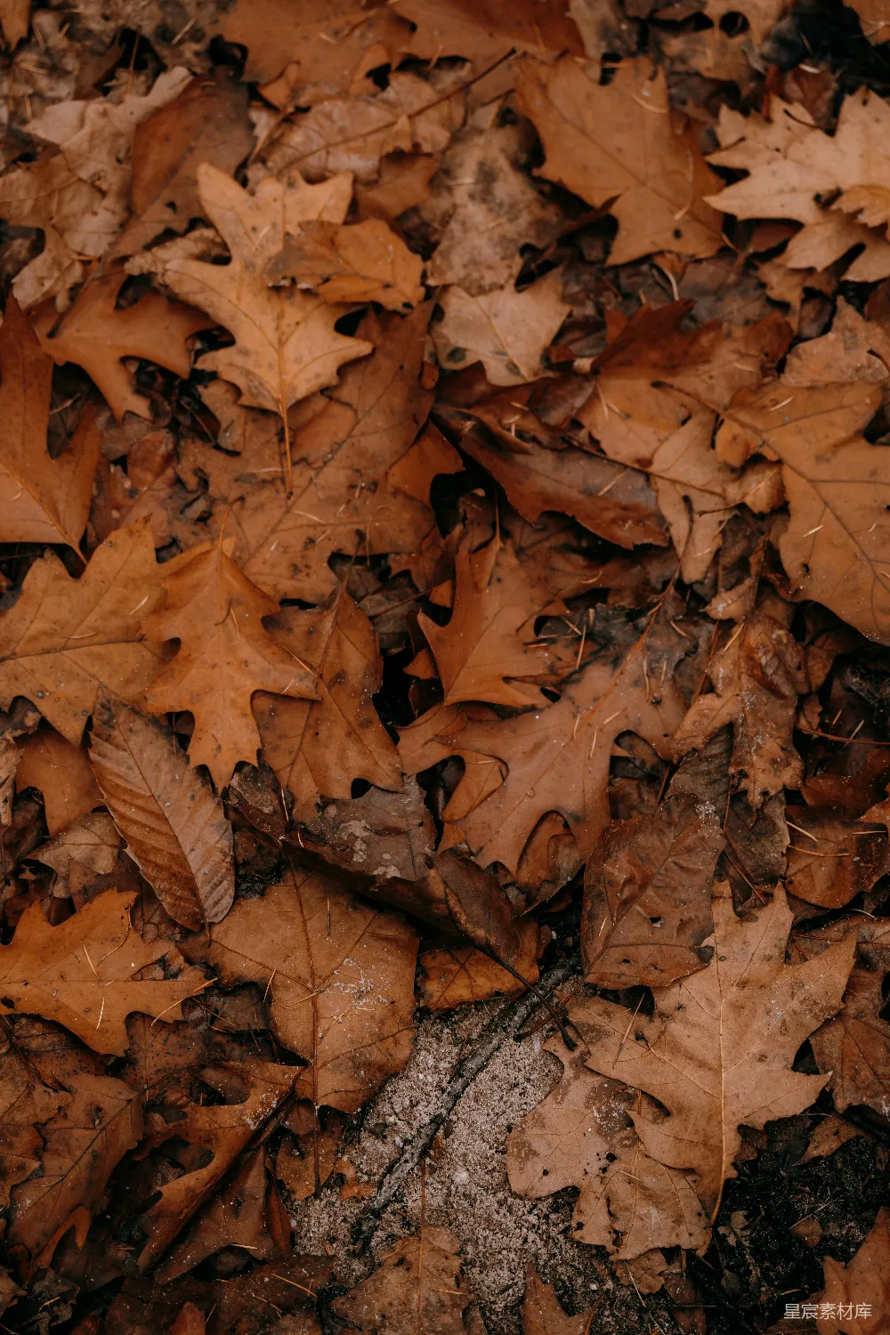 高清摄影 秋天 落叶 自然 户外 宁静 秋叶覆盖的小径